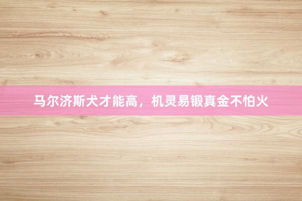 马尔济斯犬才能高，机灵易锻真金不怕火